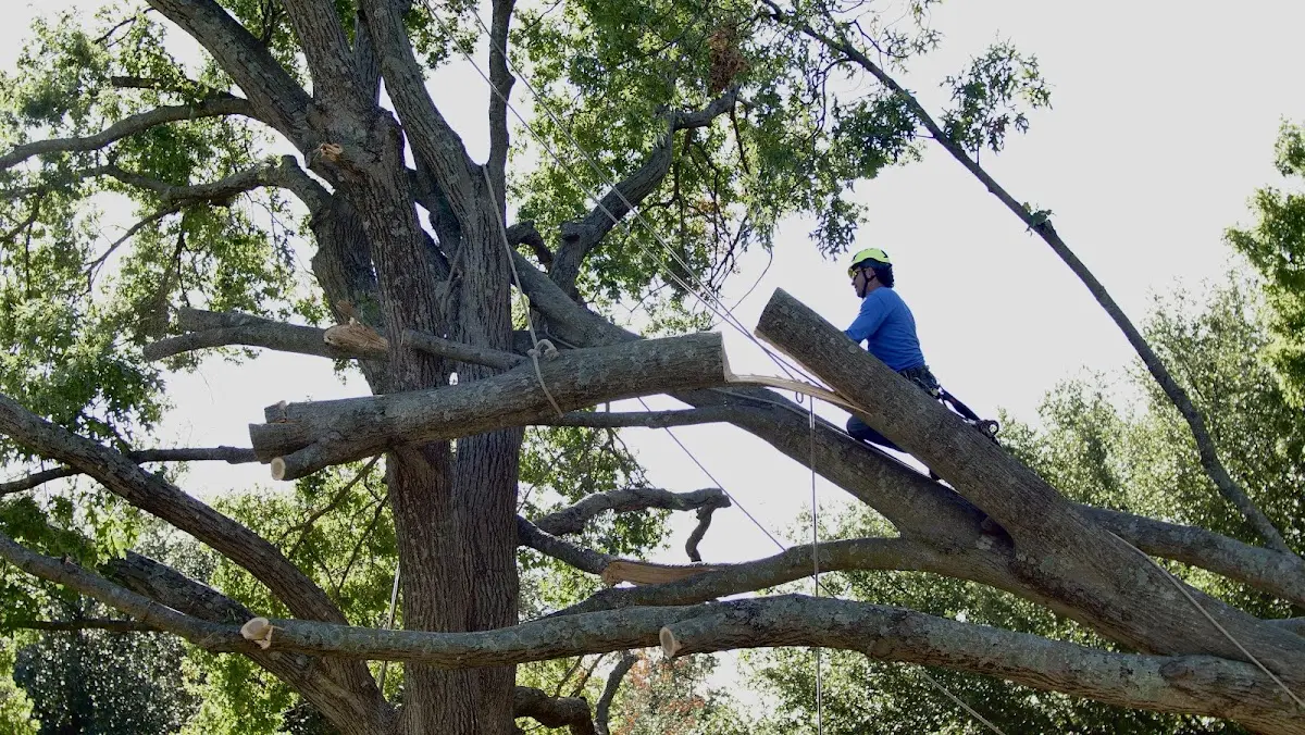 Professional Hazardous Tree Removal performed by certified arborists in Weatherby