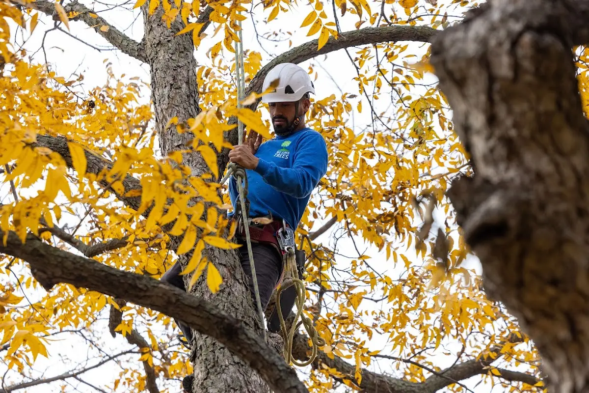 Skilled Dead Tree Removal crew working in Weatherby